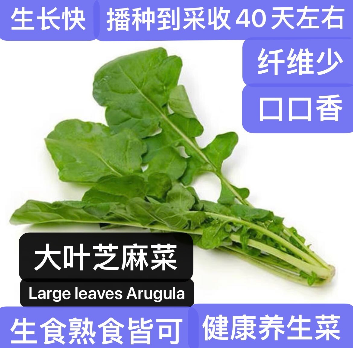 600+Large leave Roquette Arugula Seeds Salad Rocket Garden Salad green600多粒大叶芝麻菜