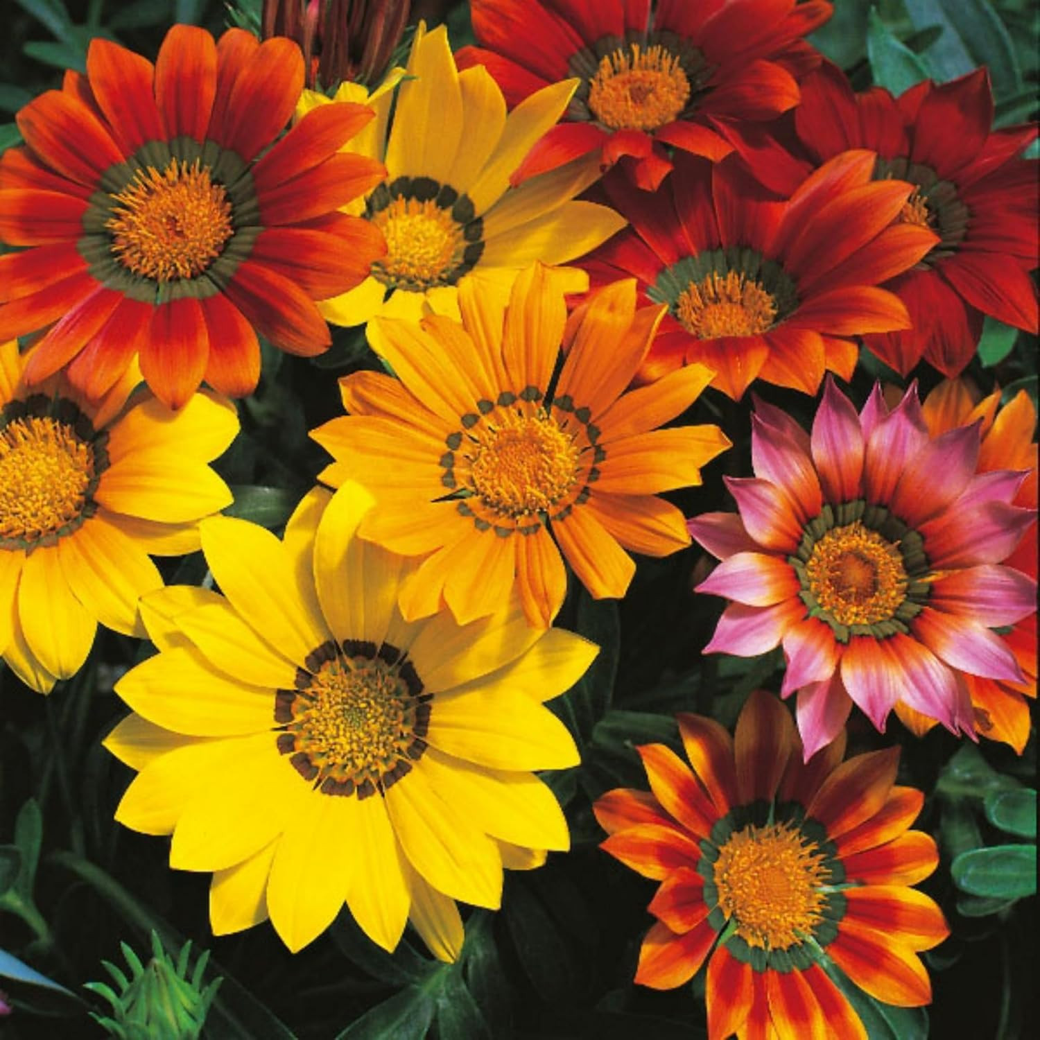 350+ Mix Gazania Seeds for Planting Heat & Drought Tolerant Garden Gazania Flowe