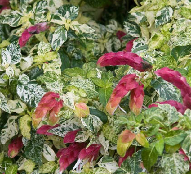 Set 2 Variegated Shrimp Plant – 3-6″ Tall – Tropical Flowering Plant for Contain