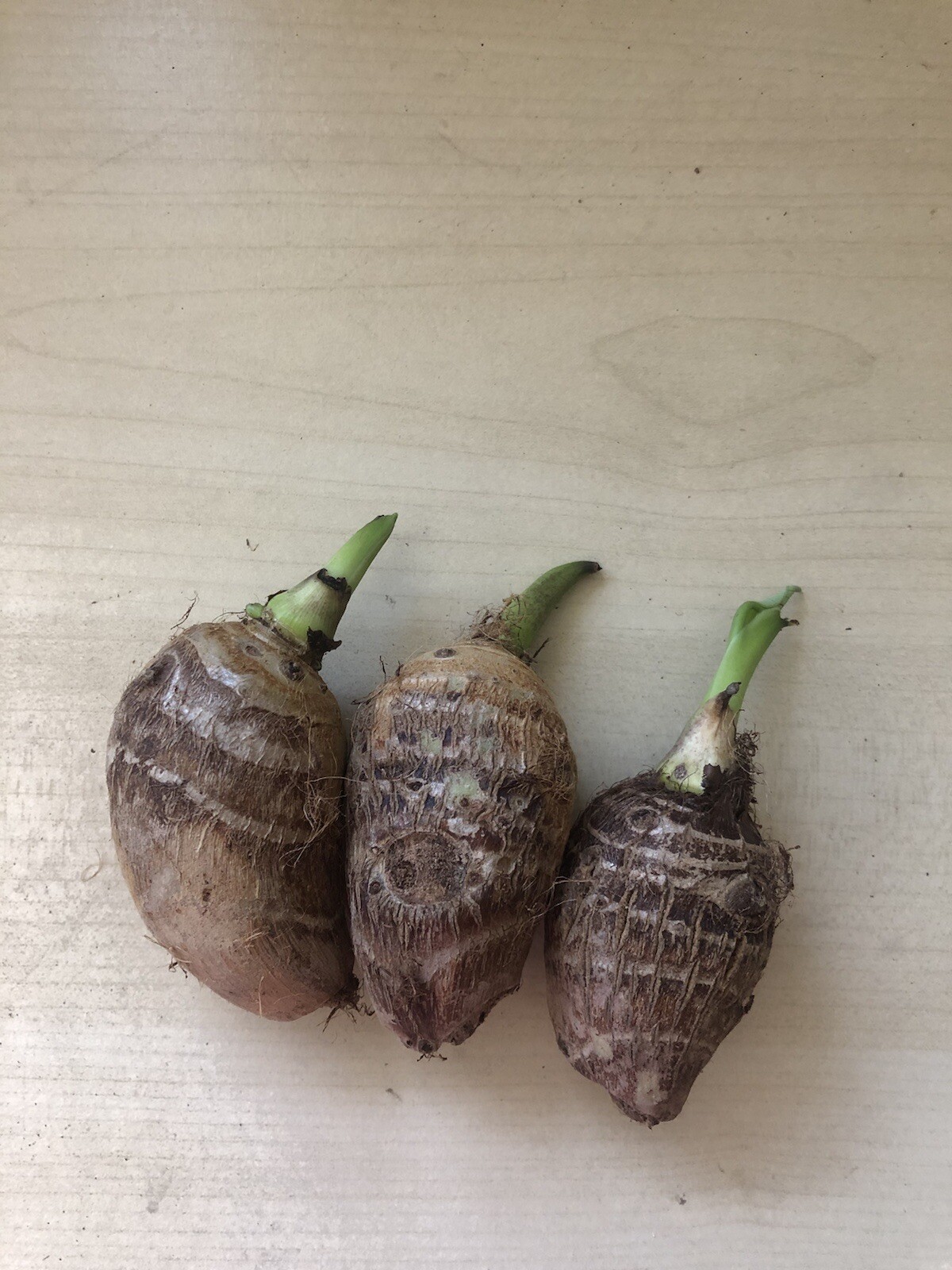 3 PCs Sprouted Taro Root Bulbs Elephant Ear Ready To Grow
