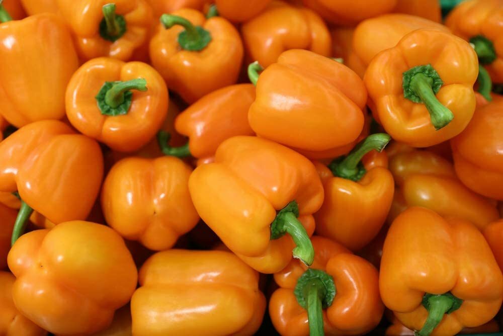 100 Orange King Bell Pepper Seeds to Grow Sweet Orange Peppers