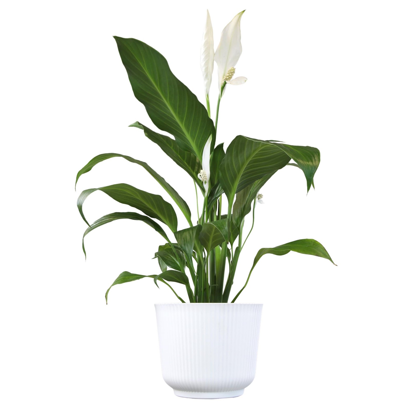 Peace Lily Plant Decor with 6 Inch White Plant Pot, Easy to Grow House Plant,…