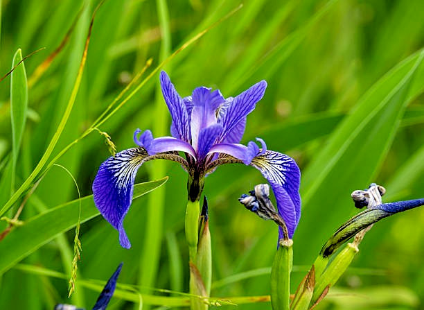 25 WILD BLUE IRIS SEEDS | SALES FREE SHIPPING NON GMO