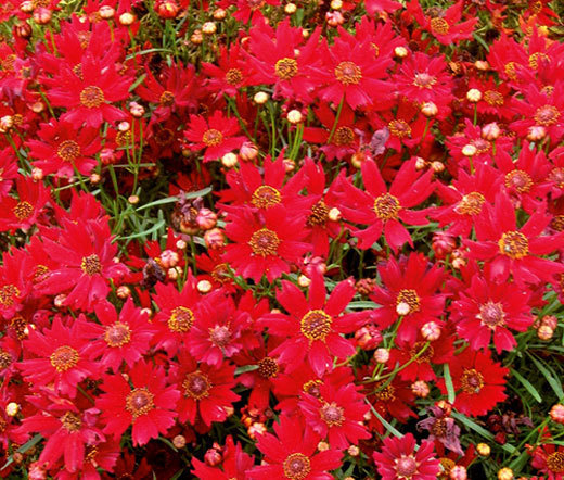 COREOPSIS RED DWARF Coreopsis Tinctoria – 1,000 Seeds