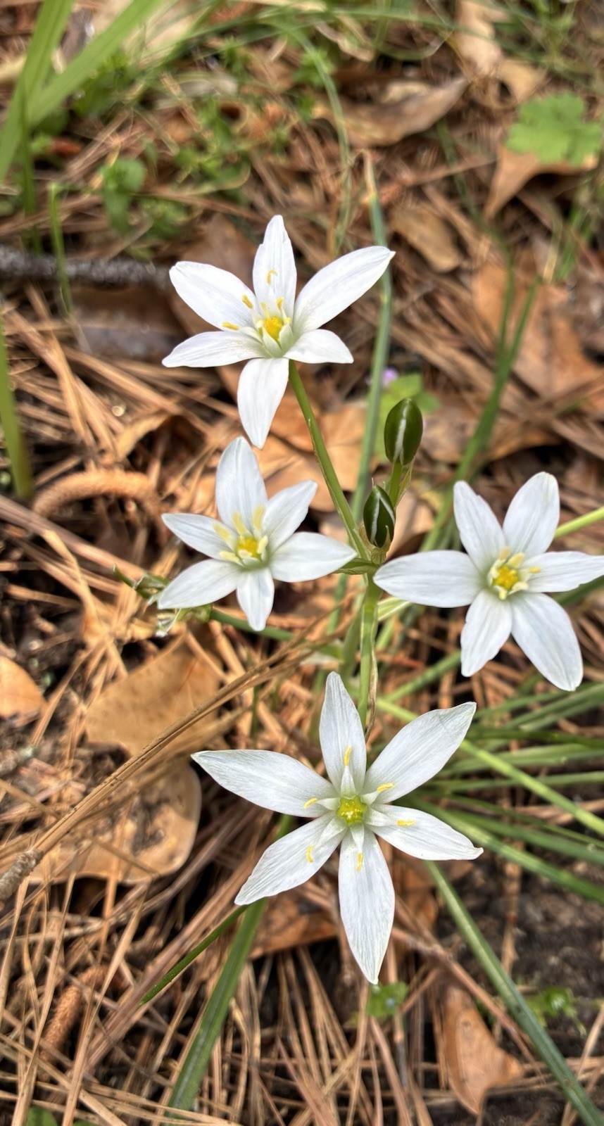 Star Of Bethlehem. Beautiful Little Flower. Perennial Garden Plant