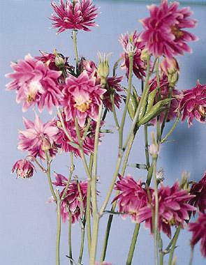Aquilegia vulgaris Barlow Nora 1,000 seeds