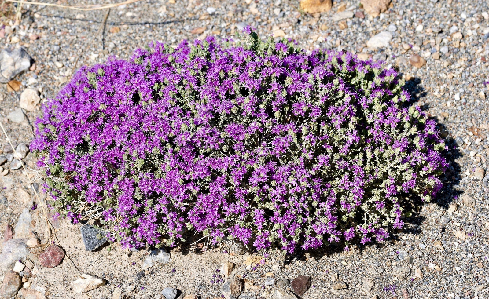 40 CONEHEAD THYME Thymus Capitatus Thymbra Mediterranean Herb Flower Seeds