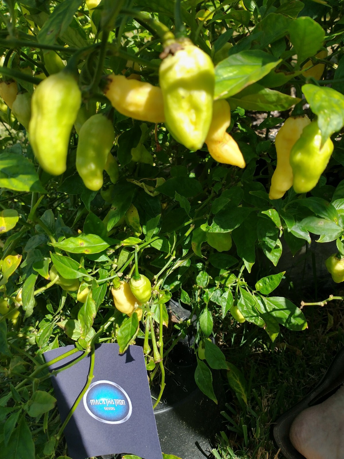 Humongous Hell Hot Heat Haul – 6 Superhot Varieties – Superhot! 120 Seeds Total!