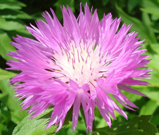 CORNFLOWER PERSIAN PERENNIAL Centaurea Dealbata – 200 Bulk Seeds
