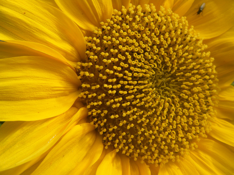 Sunflower Seeds: Sunspot Sunflower Seeds Fresh Seed FREE Shipping