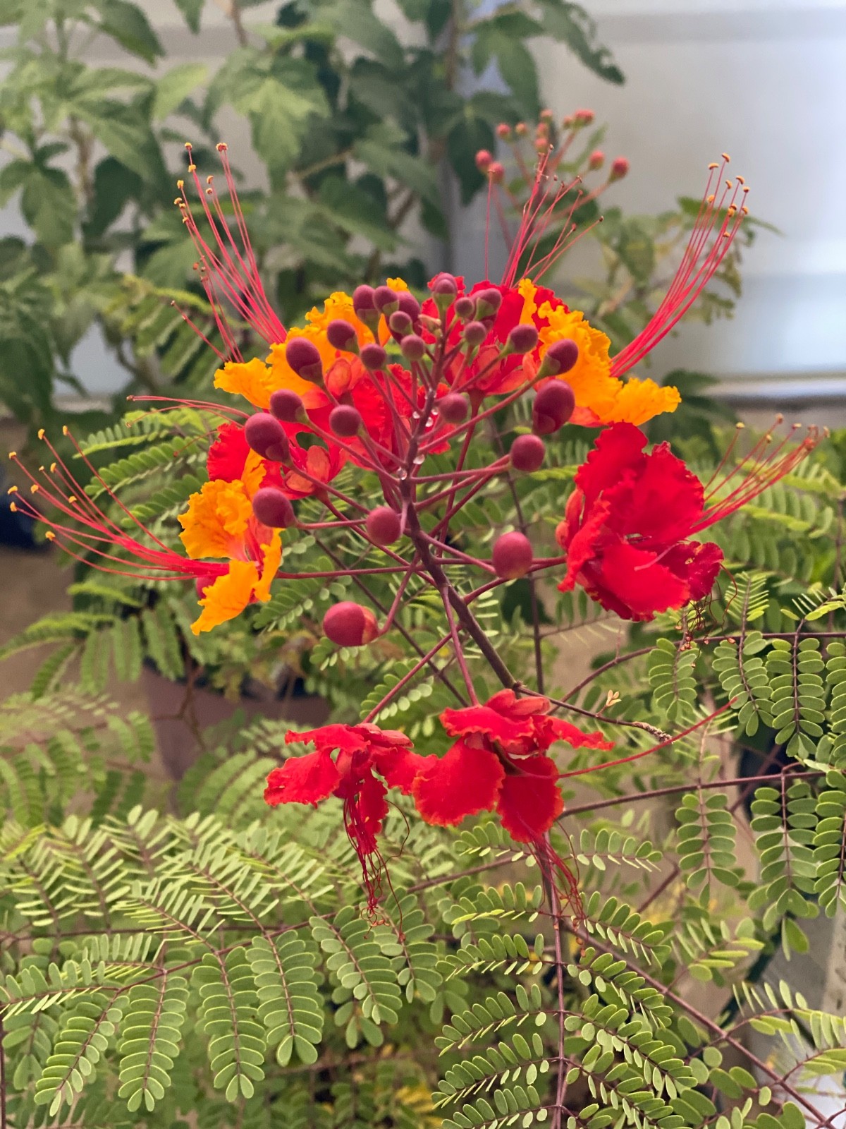 Mexican Bird of Paradise Caesalpinia pulcherrima 1 Fresh Seed Red Orange Yellow