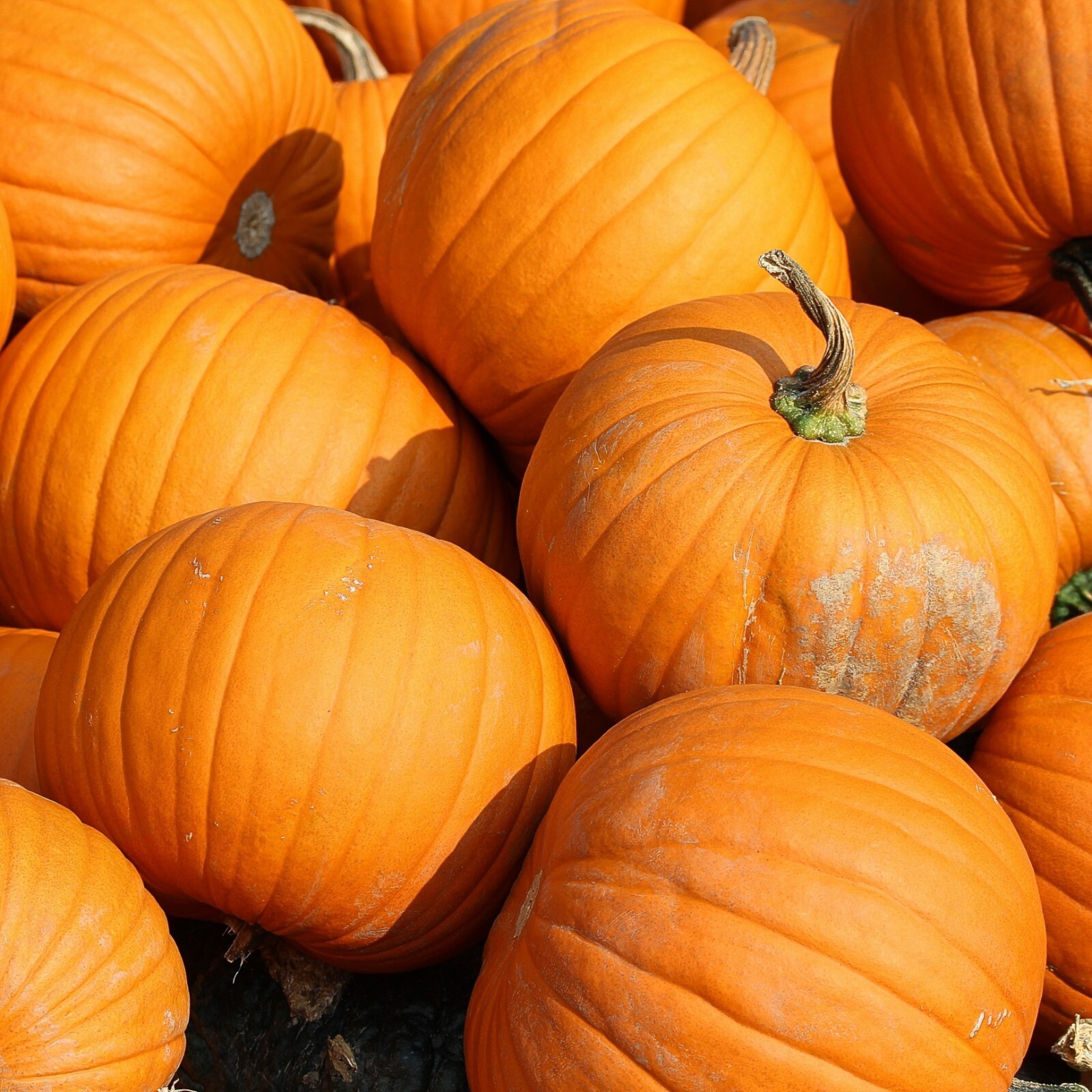 Pumpkin Connecticut Field Seeds, Traditional Pumpkin, Non-GMO, Free Shipping