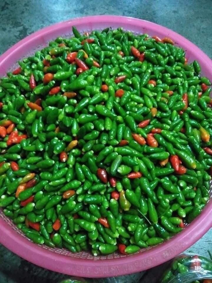 Ot Xiem rung/ Bird’s Eye Chili Ớt Xiêm Rừng việt Nam Dễ Trồng Easy Grow 40 Seeds
