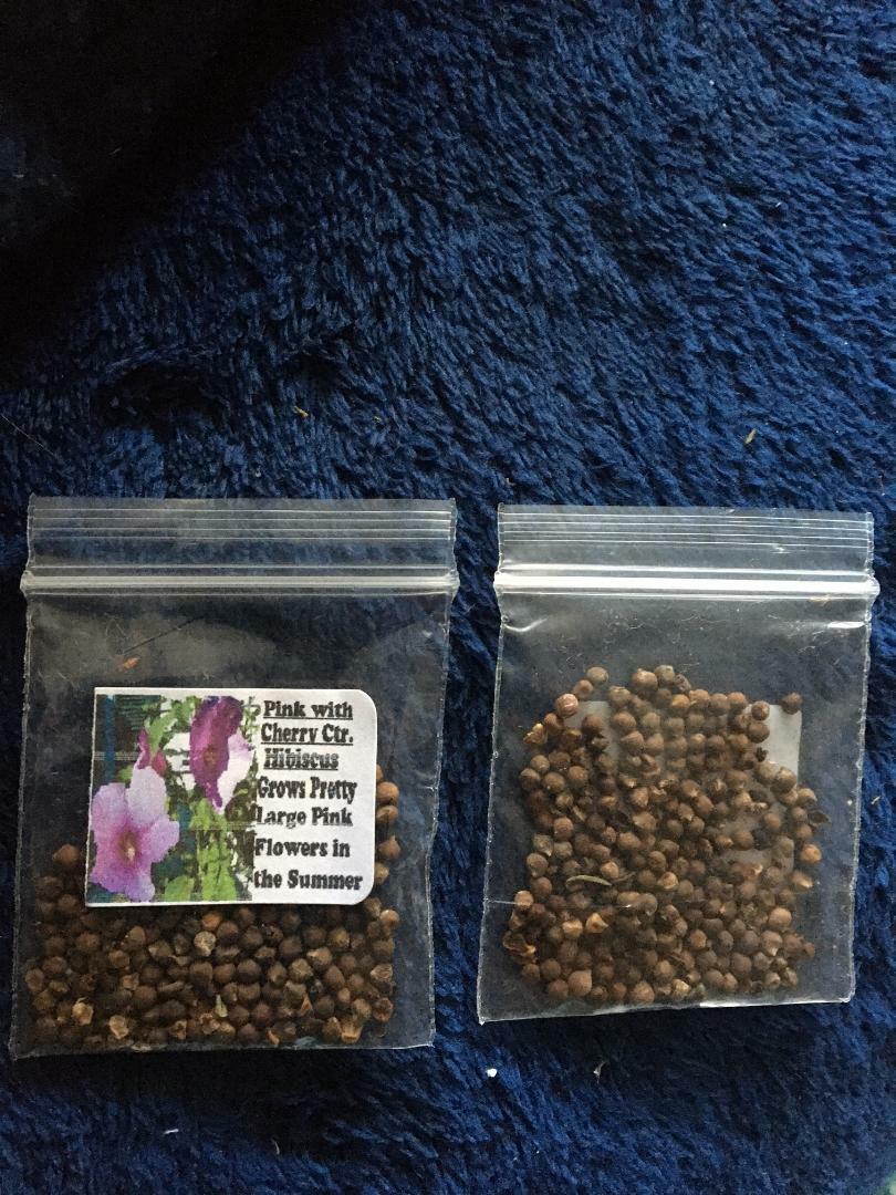 Pink Hardy Perennial Hibiscus Flower Over 100 + Seeds USA Home Grown