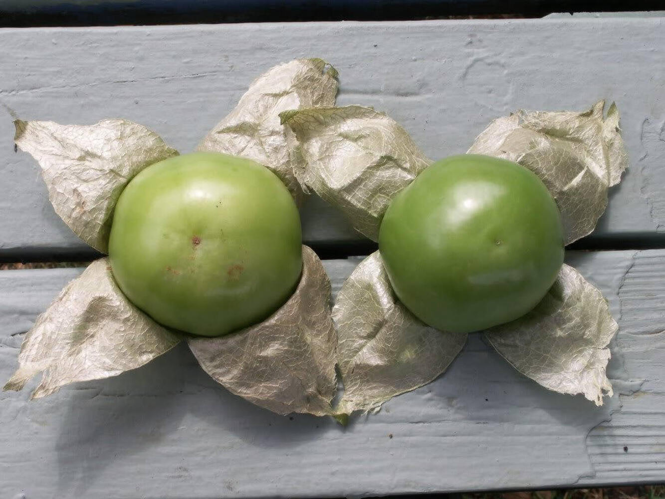 200 GRANDE Rio VERDE TOMATILLO Green Physalis Ixoxcarpa Vegetable Seeds