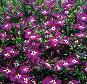 Lobelia Palace Blue-White Eye 2,500 seeds