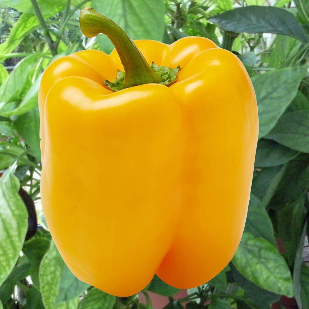 Early Sunsation Yellow Bell Pepper: 10 Seeds