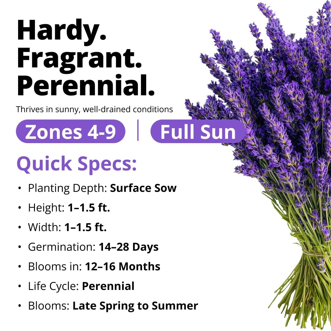HOME GROWN Non GMO Vera English Lavender Seeds 1,500 True Original Heirloom