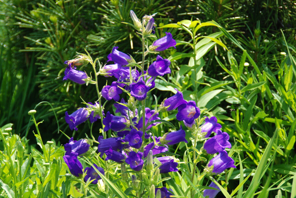 300 seeds PURPLE CANTERBURY BELLS CAMPANULA hummingbird organic +gift