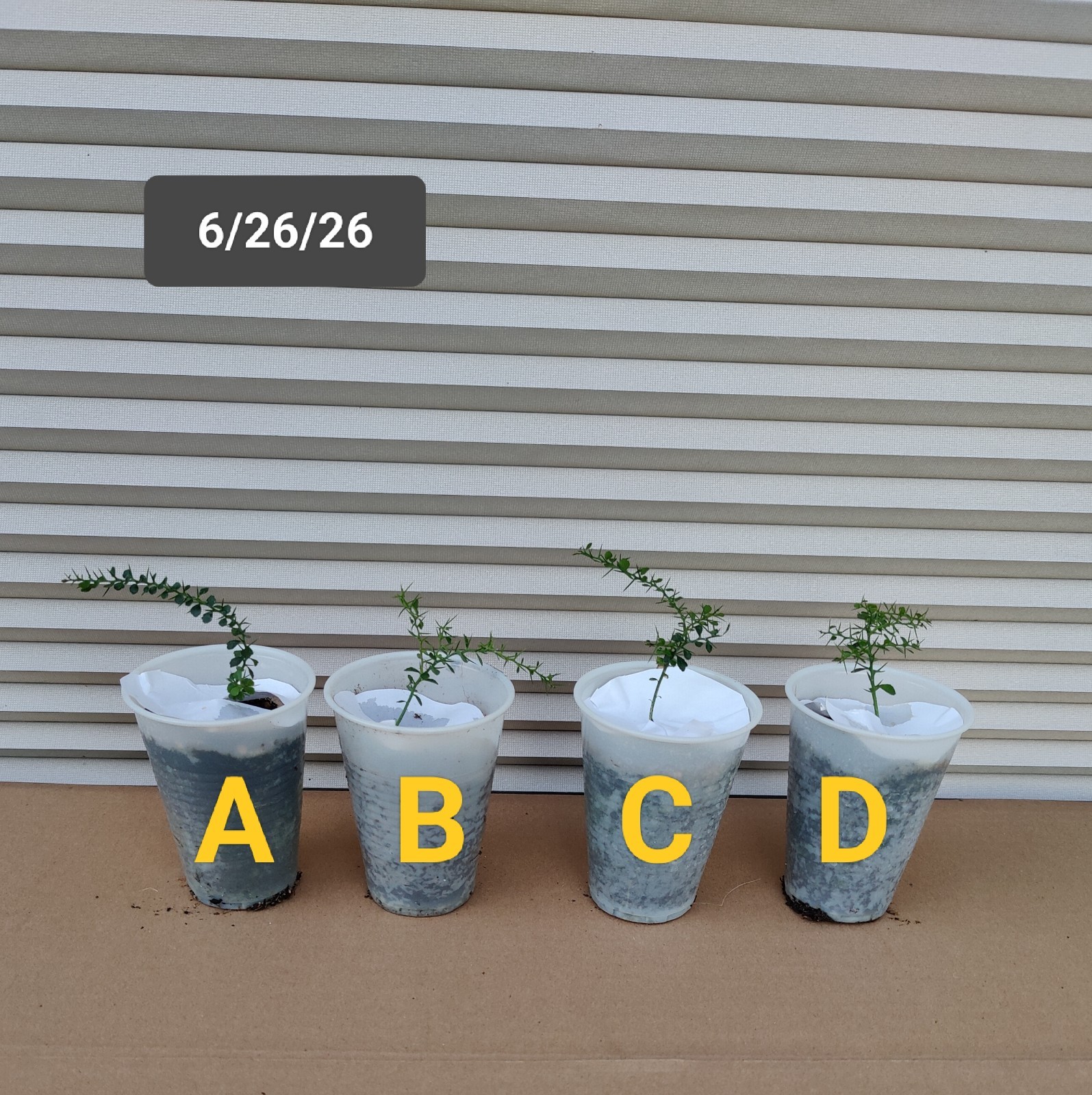 1 (One) Live Plant of “EUREKA LEMON” from cutting, about 5-8″ Tall