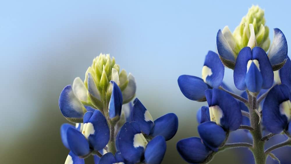 Texas Bluebonnet Wildflower Seeds for Planting Vibrant Blue Wildflowers