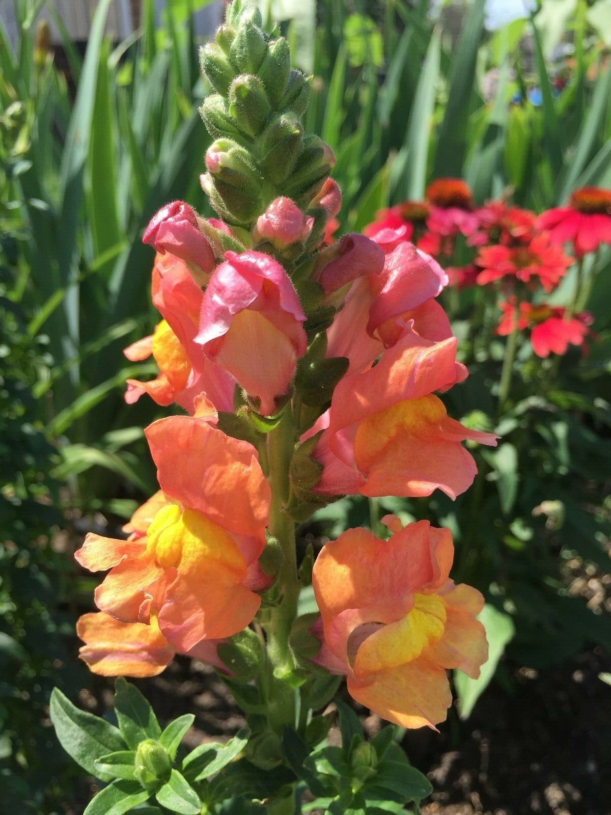 500 seeds Snapdragon tall Orange Rocket Bronze Annual + gift