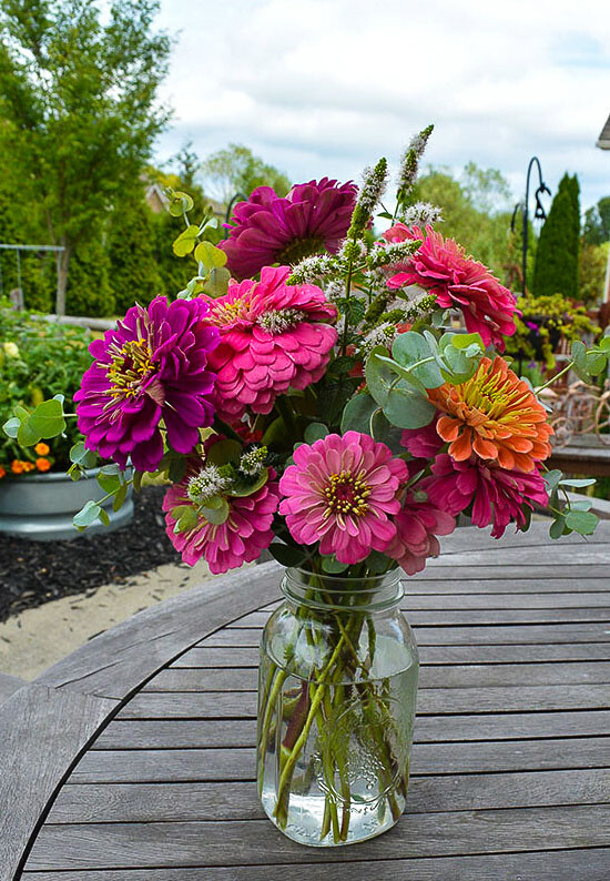 100+ Dahlia Flowered Mix Seeds Zinnias wildflower seeds Multicolor Fresh USA