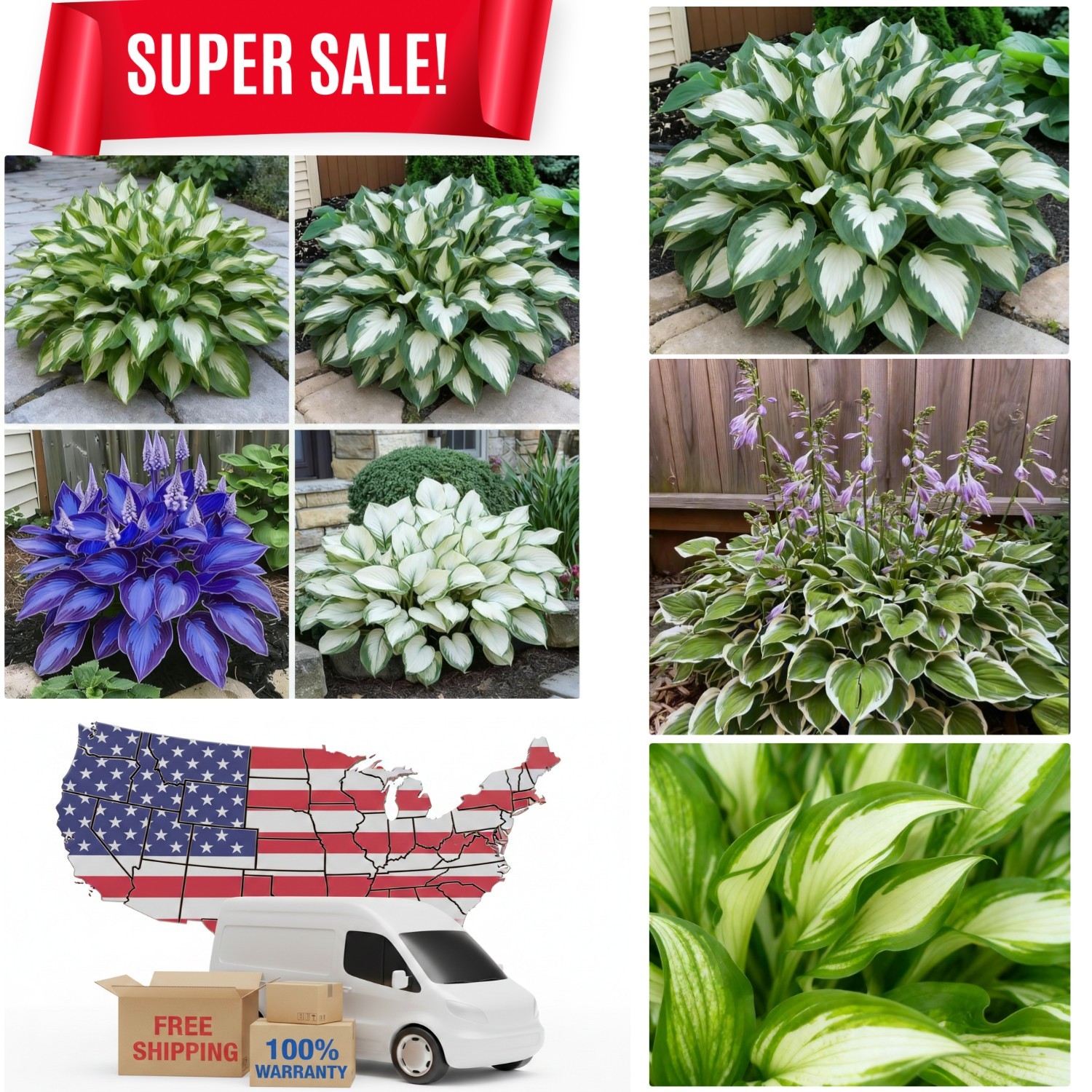 Hosta Seeds – 100 Rare Heart-Shaped Hosta Bare Roots – Perennial Plants