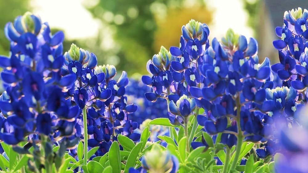 Texas Bluebonnet Wildflower Seeds for Planting Vibrant Blue Wildflowers