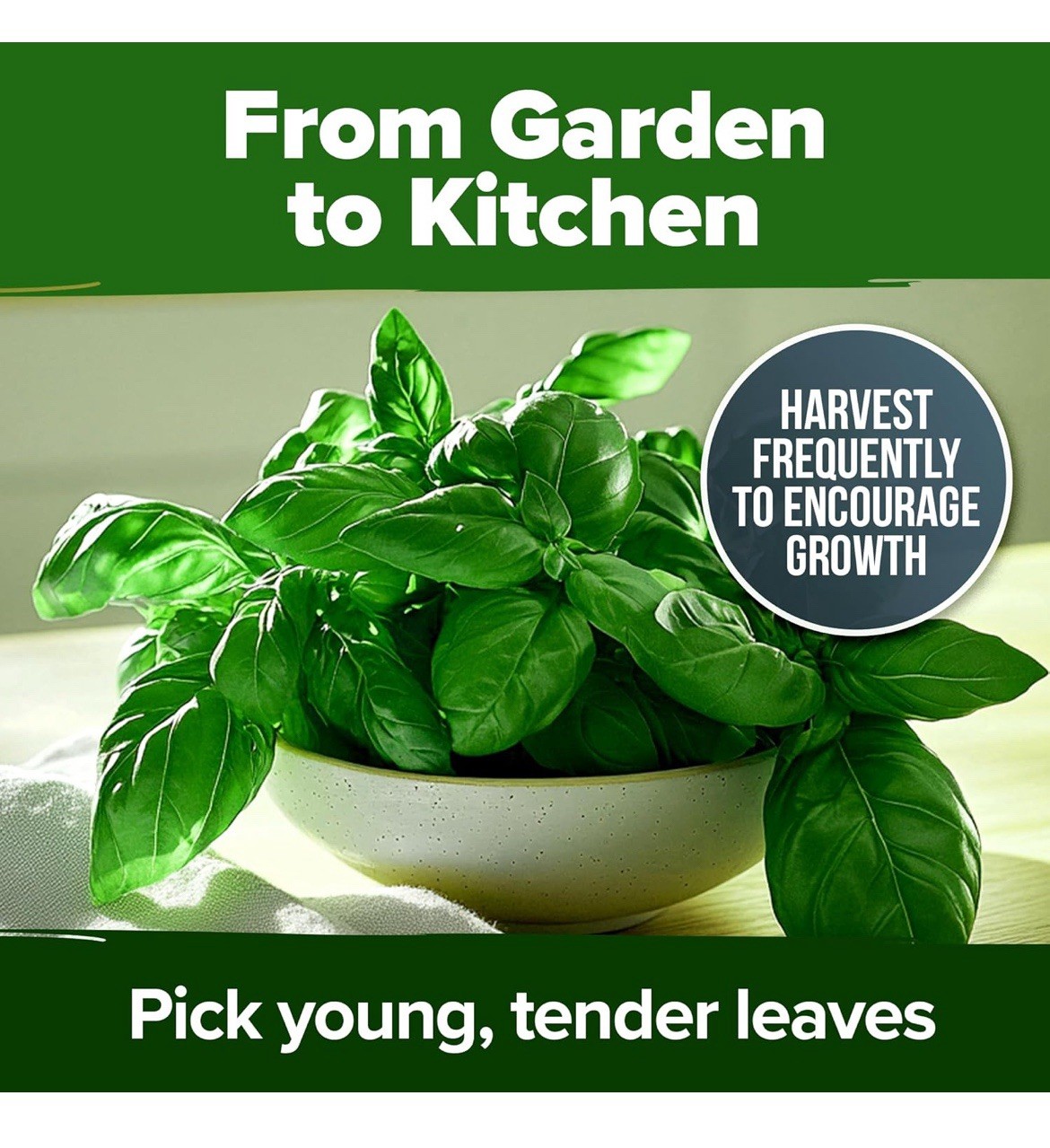 🎯Genovese Sweet Basil Seeds 100+ Italian Pesto Herb Garden Heirloom Non-GMO🇺🇸