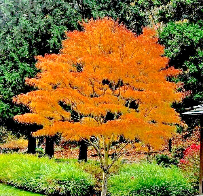 15 KOTO NO ITO JAPANESE MAPLE SEEEDS -Acer palmatum ‘Koto no ito’