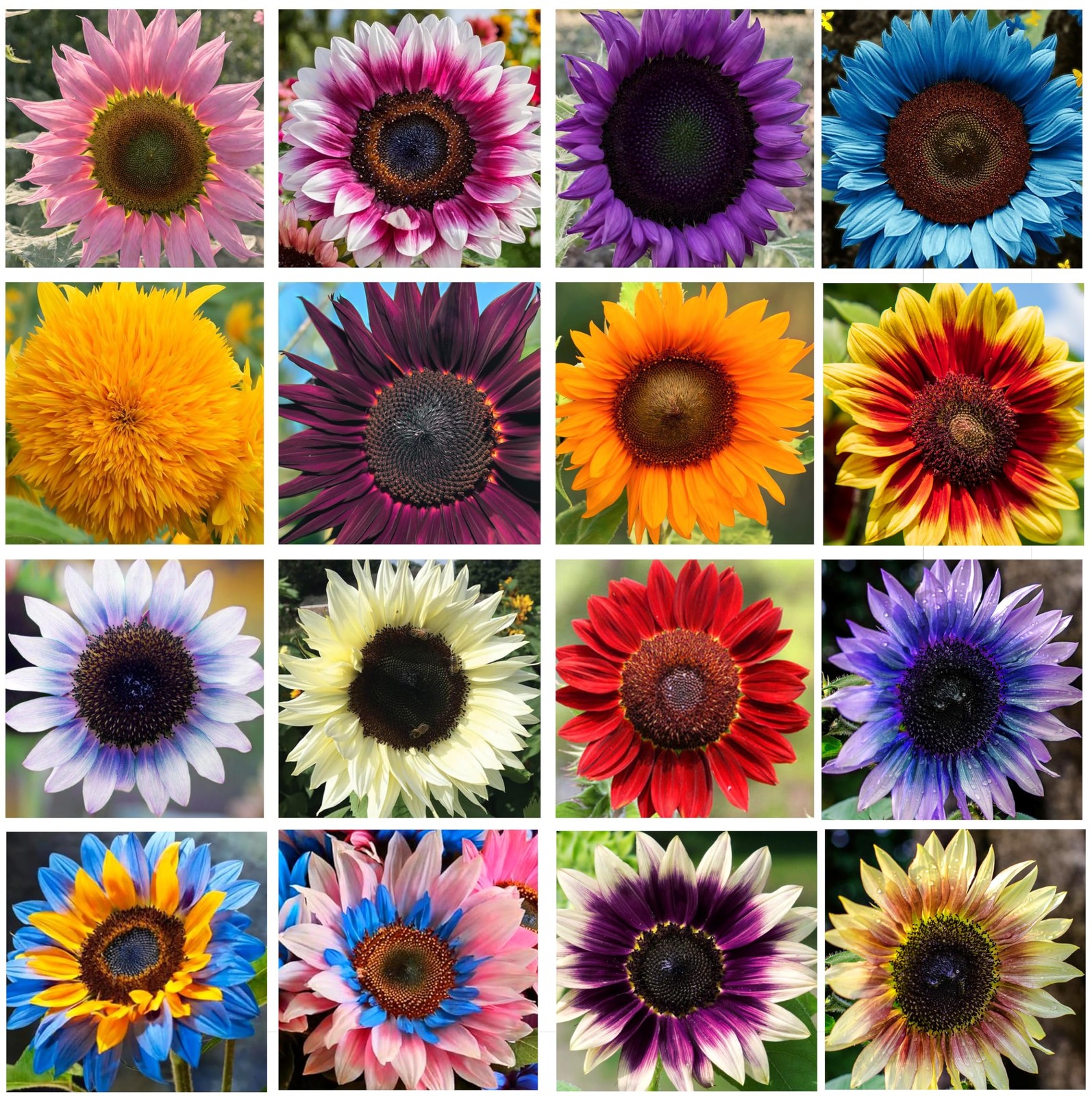 Giant Sunflower Seeds Mix (200+ Seeds) – Red, Purple, Pink Heirloom mix
