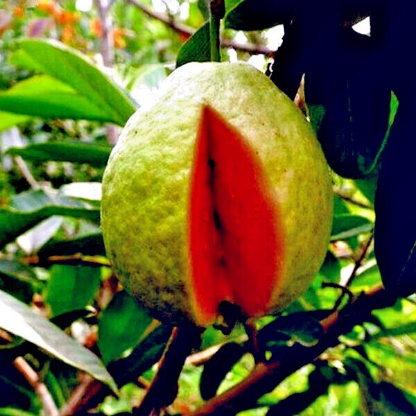 100 Lemon Apple Pink Guava Tree Fruit Seeds ‘Ruby Supreme’ Plant Psidium guajava
