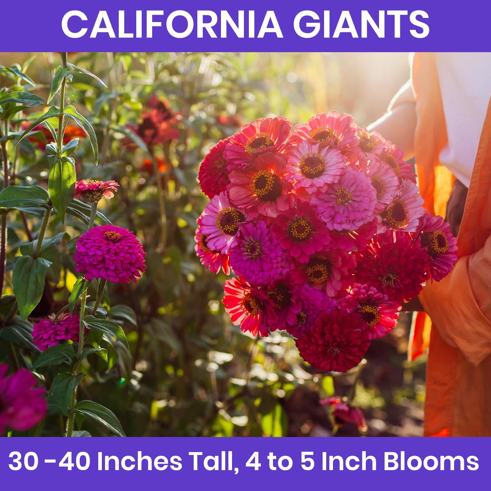 NatureZ Edge Zinnia Seeds for 2026 113.4g, California Giants 1/4 lb