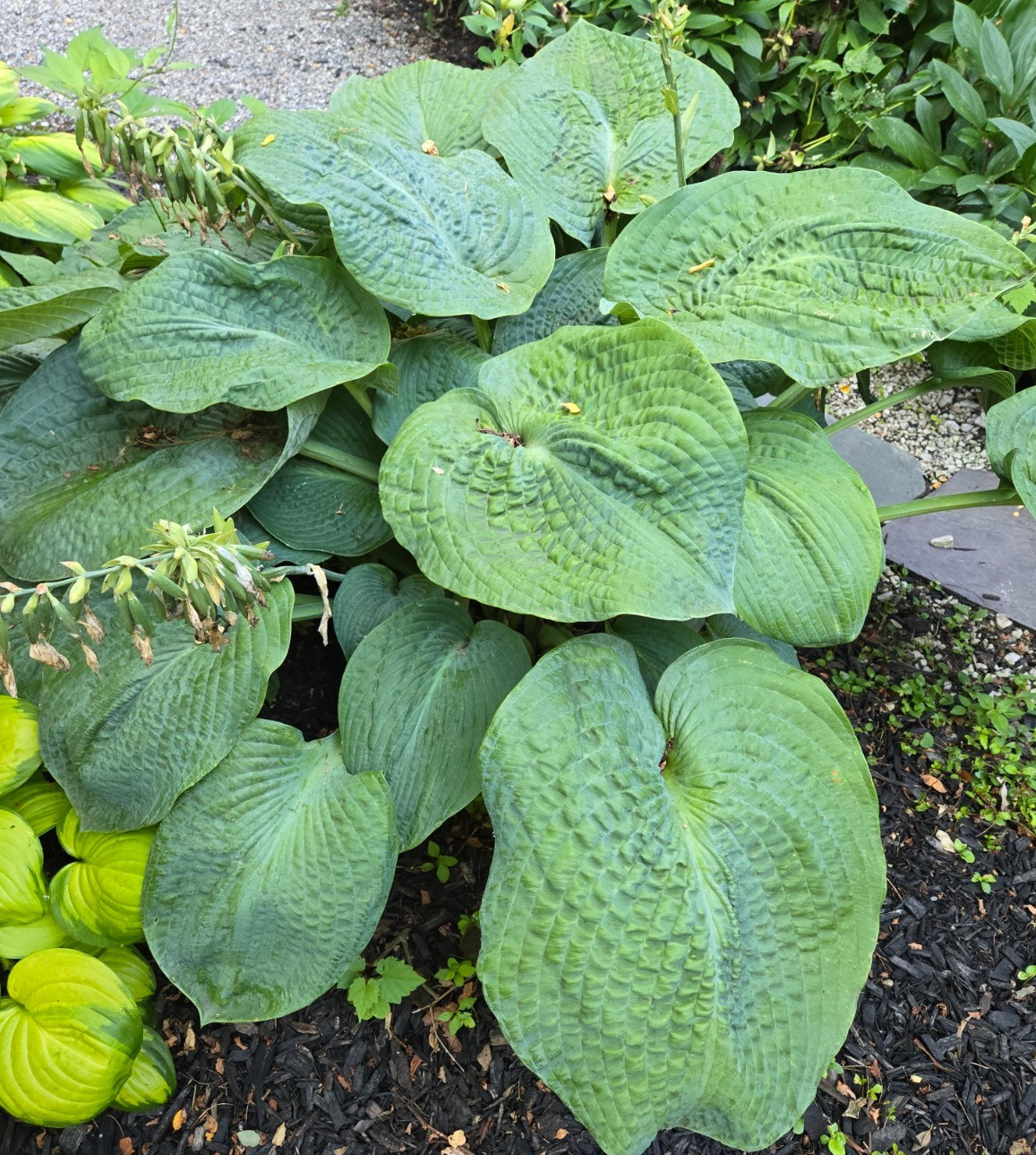 25 Hosta Elegans Seeds – Large Green Heavily Rippled Leaves up to 21×16 in