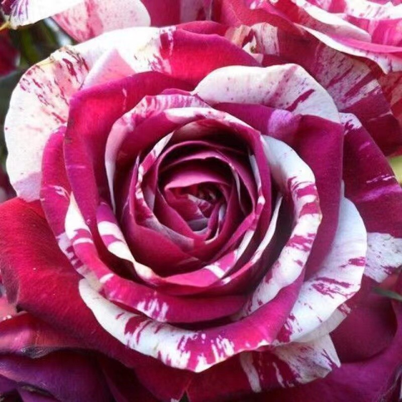25 PACK STRIPED hybrid ROSE SEEDS for germination garden flower bed plant bush