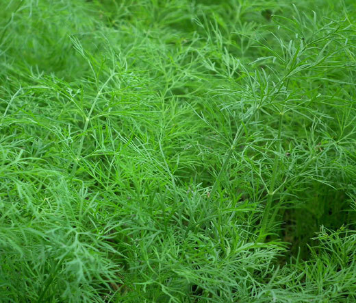 DILL BOUQUET ORGANIC Anethum Graveolens – 200 Bulk Seeds