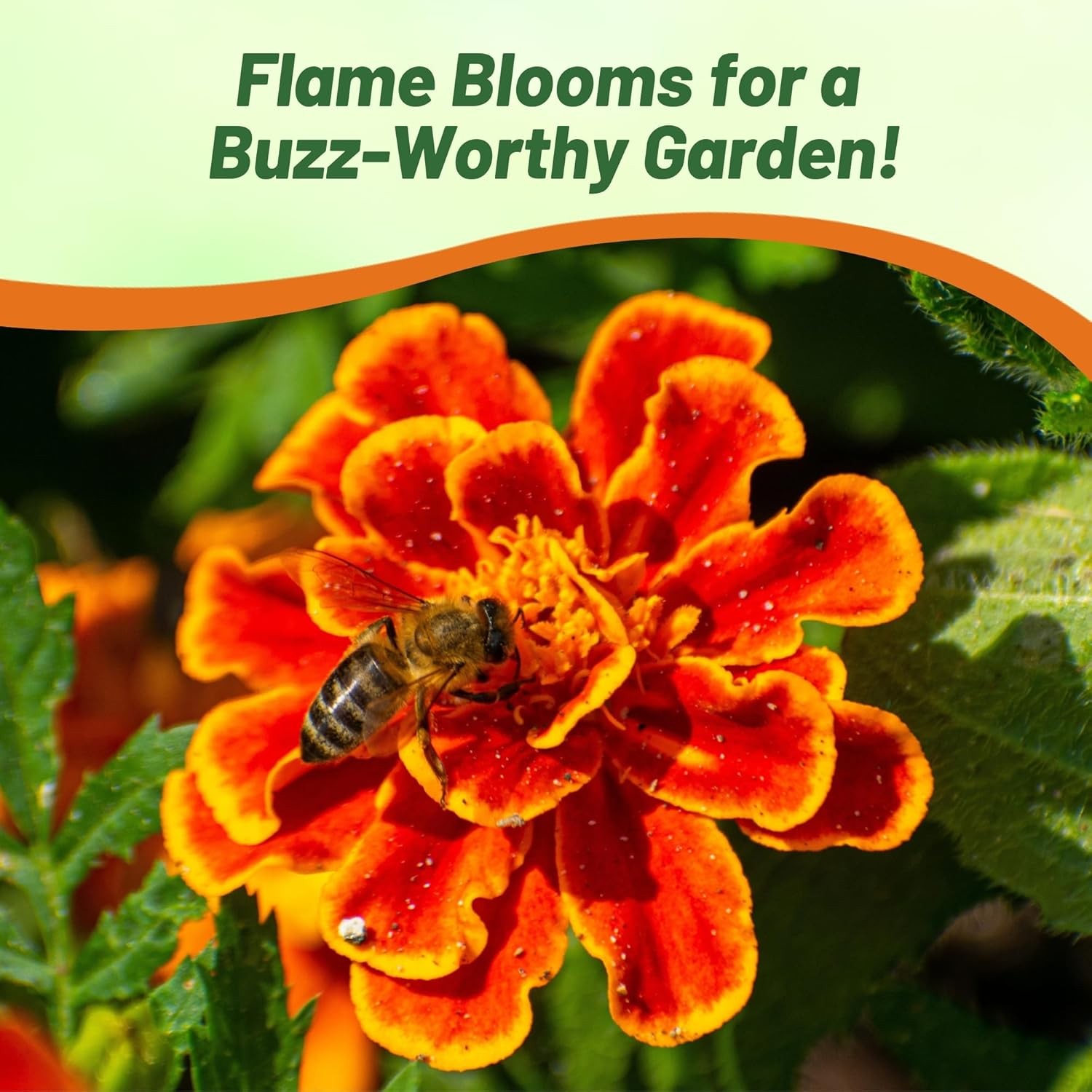 250 Seeds French Marigold Tagetes Patula Durango Flame Flower Seeds