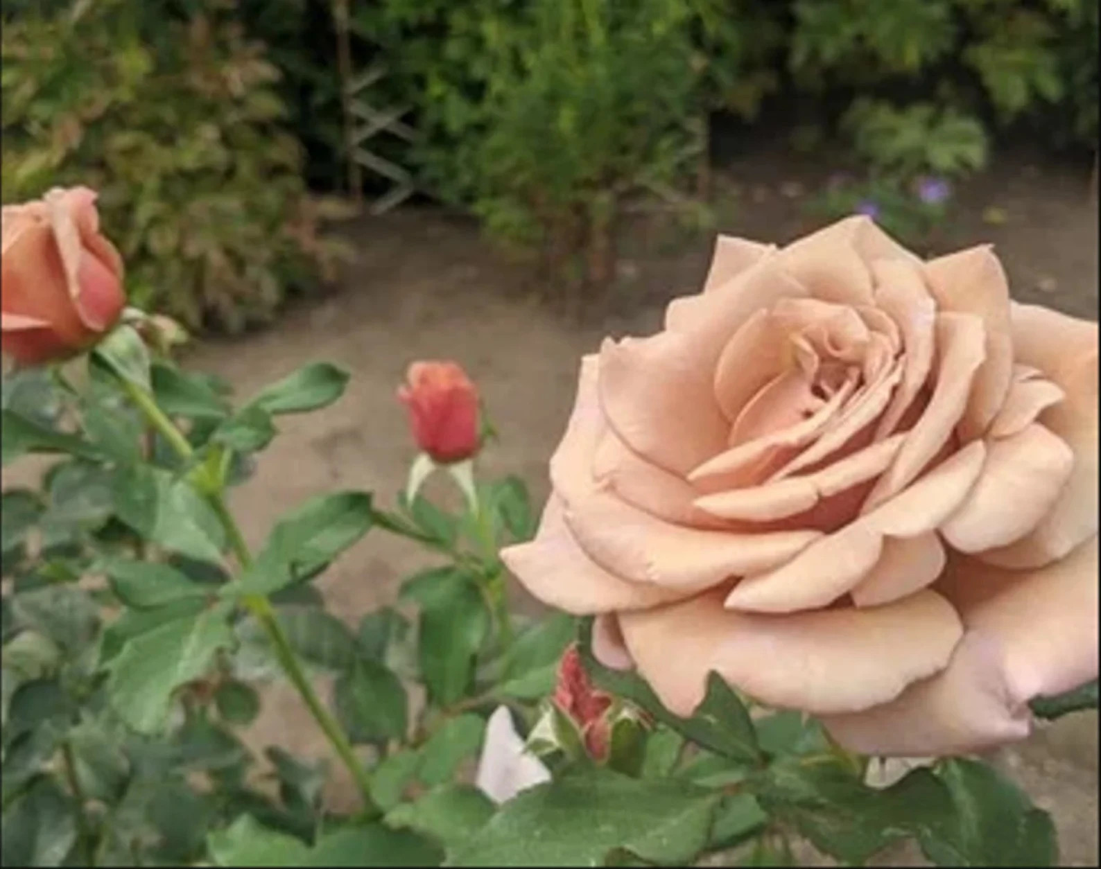 Koko Loco Rose Seeds- 50 or 100 Seeds.USA Seller- Free Shipping