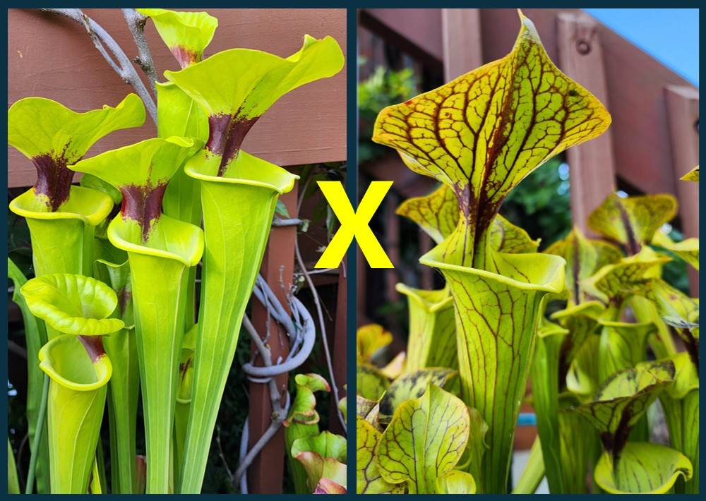 2025 SARRACENIA SEEDS: FLAVA RUGELII CLONE A X FLAVA ORNATA BLACK VEINS