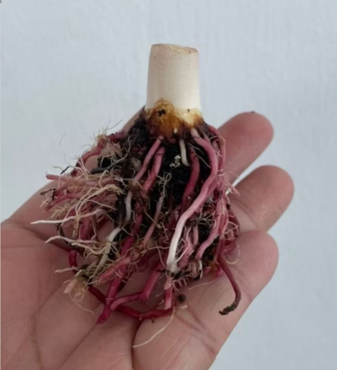 AUTHENTIC Colocasia Green Jaguar 1 bulb