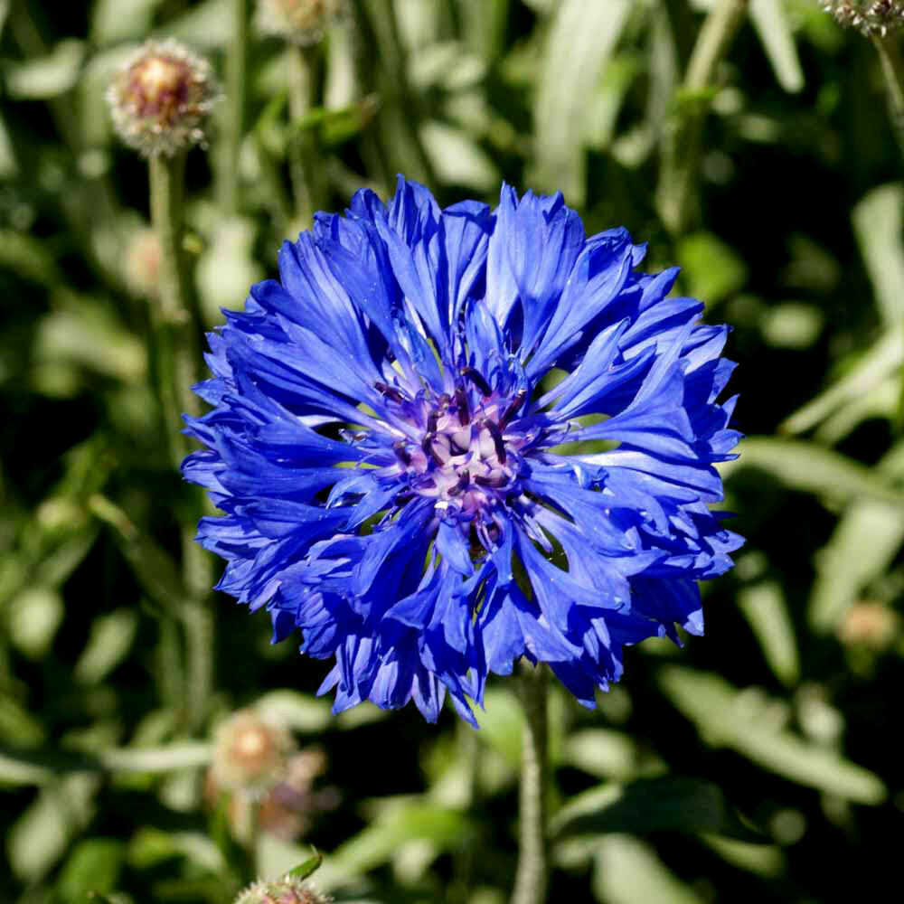 Cornflower Seeds – Tall Blue, Heirloom, 100 Seeds, Open Pollinated, Non-GMO