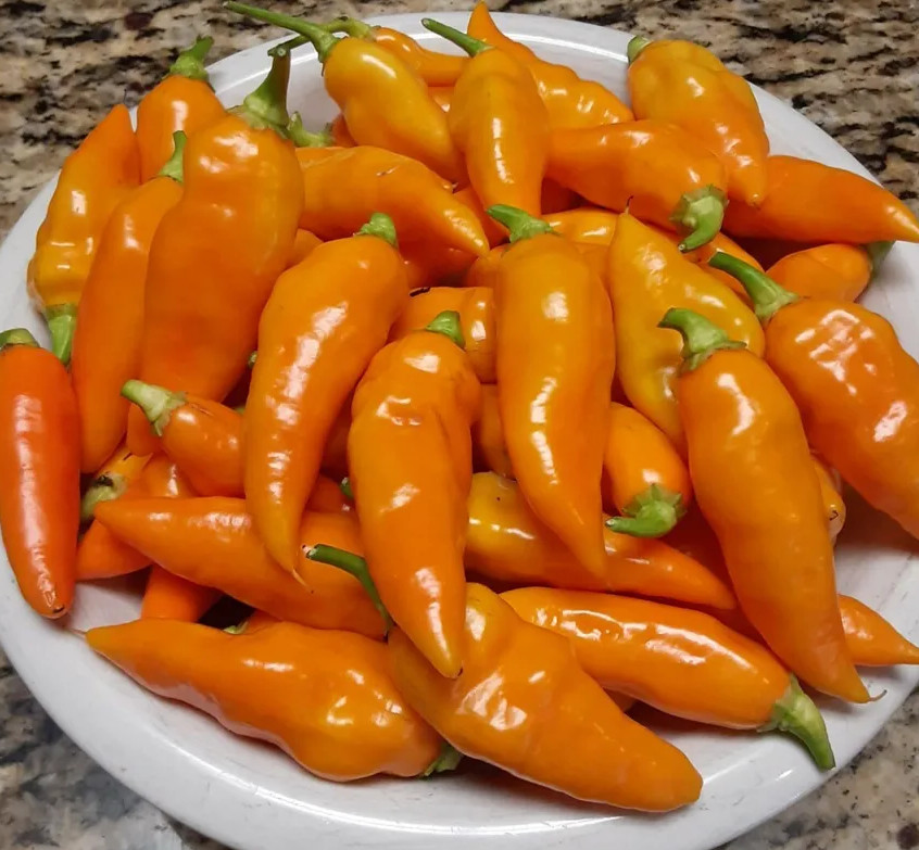 40+ SEEDS YELLOW DATIL PEPPER- USA