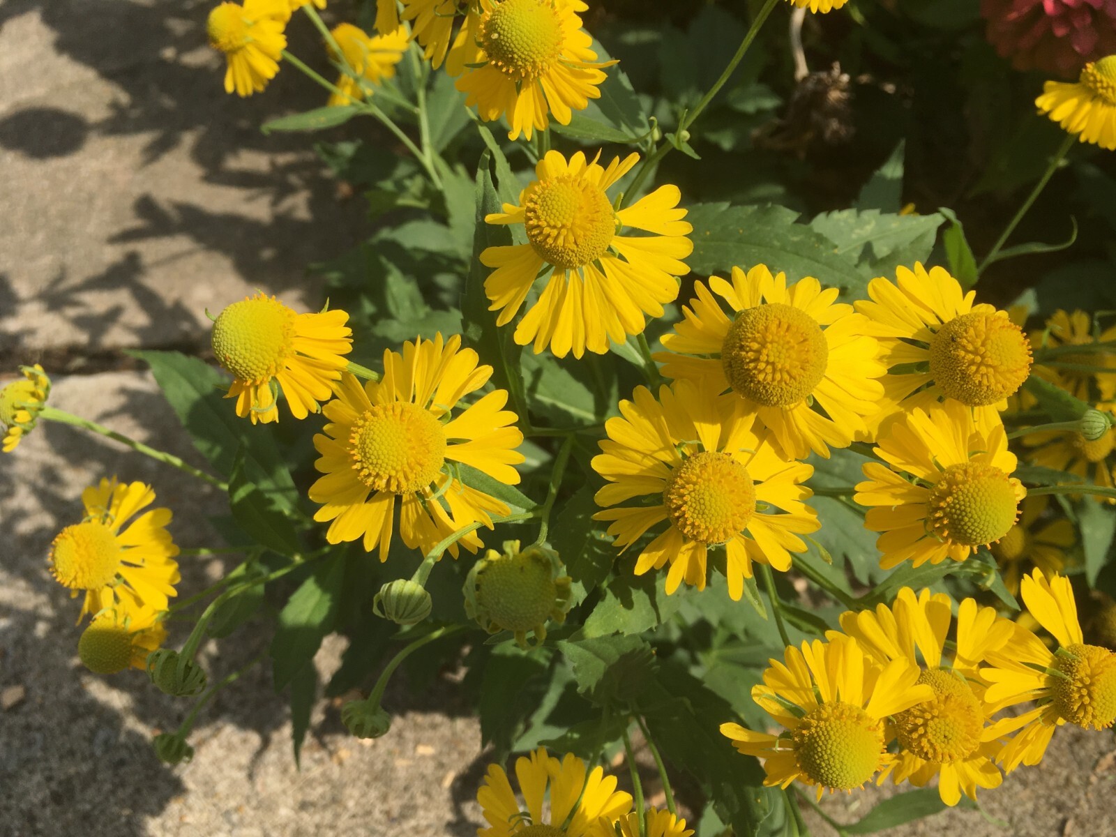 100 yellow Sneezeweed / Helenium Autumnale seeds – organic crop of 2023