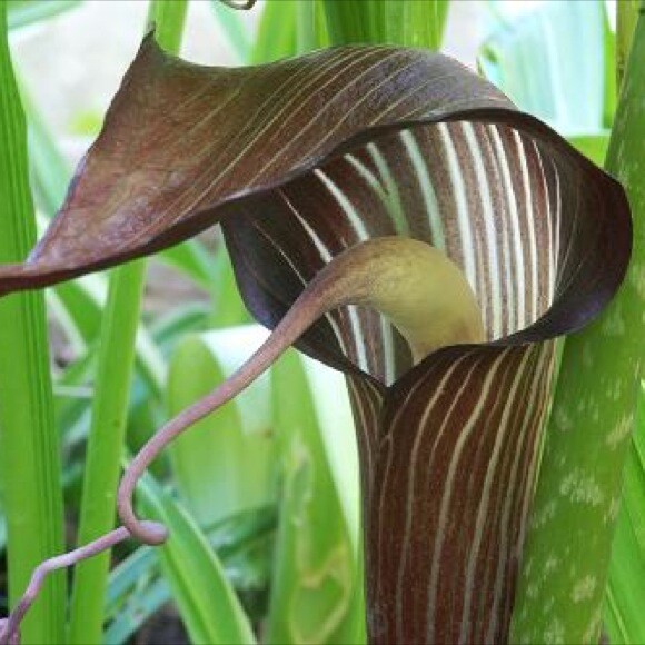 5 Jack In The Pulpit Bulbs – Indian Turnip Herb, Perennial – Arisaema triphyllum