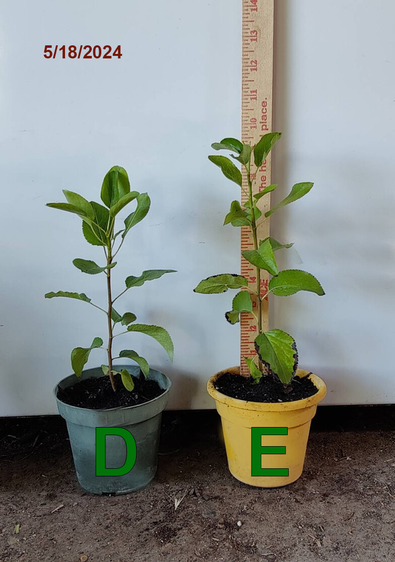 1 (One) Live Plant (Seedling) of “GREEN ANJOU PEAR” about 6-14″ Tall (ROOTED)