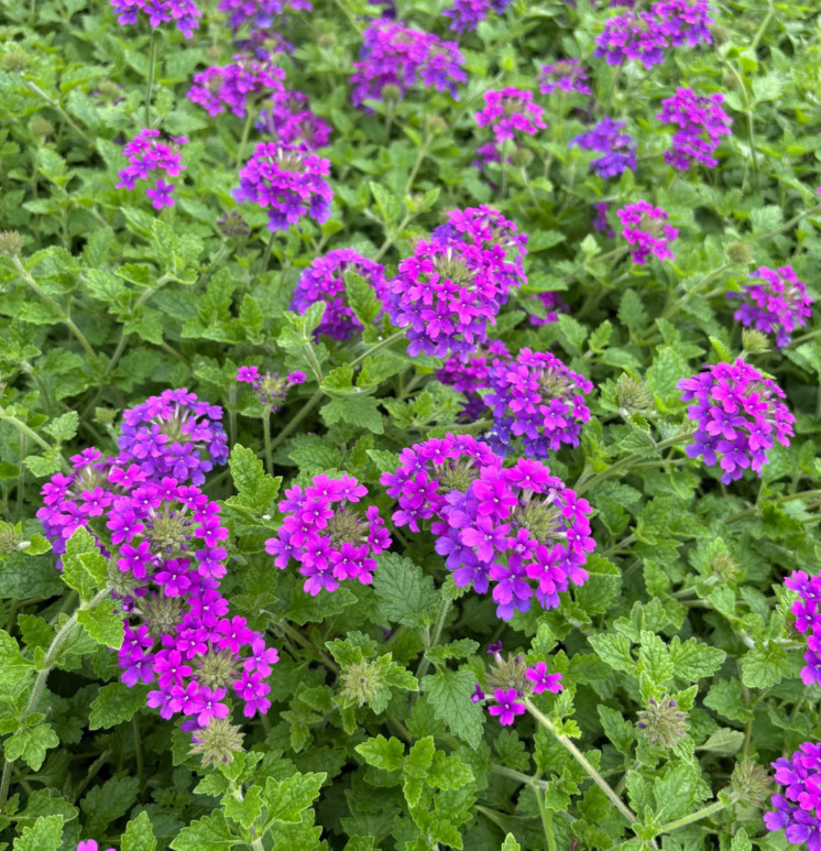 Purple Perennial Verbena Plant – 3-5″ Tall – Long-Blooming Purple Ground Cover