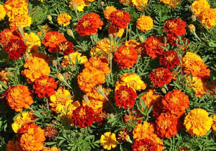Petite Mix French Marigold Seeds | Dwarf Sparky Flower Seed 2024 Fast Shipping