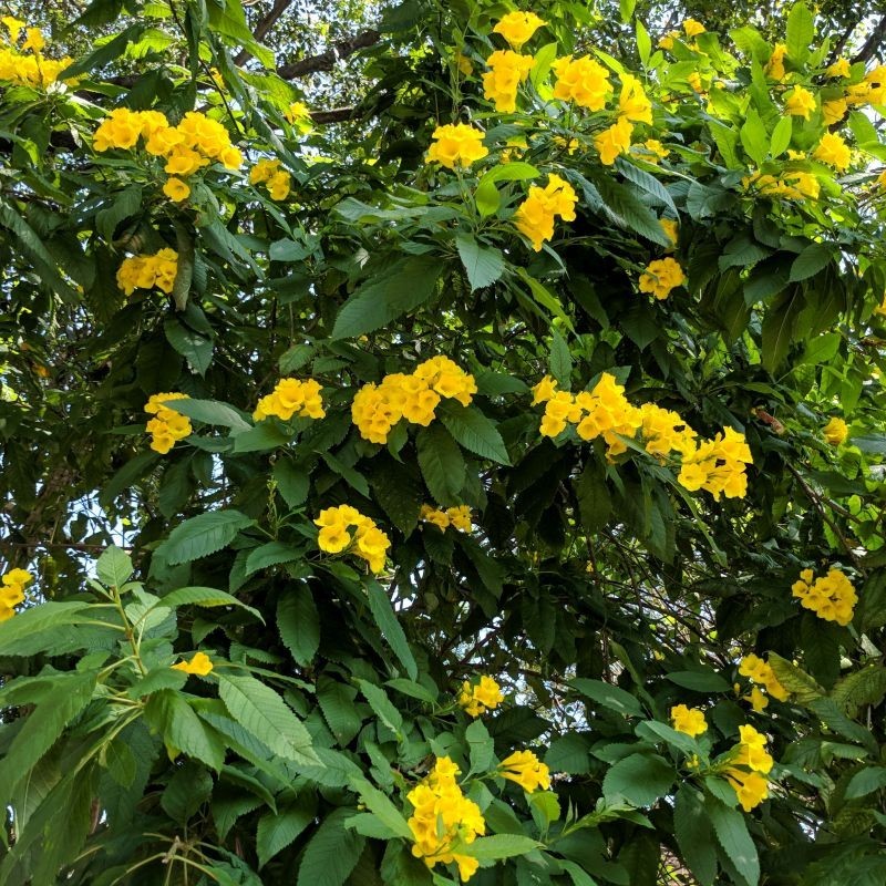 Tecoma Stans YELLOW BELLS 75 seeds. free shipping