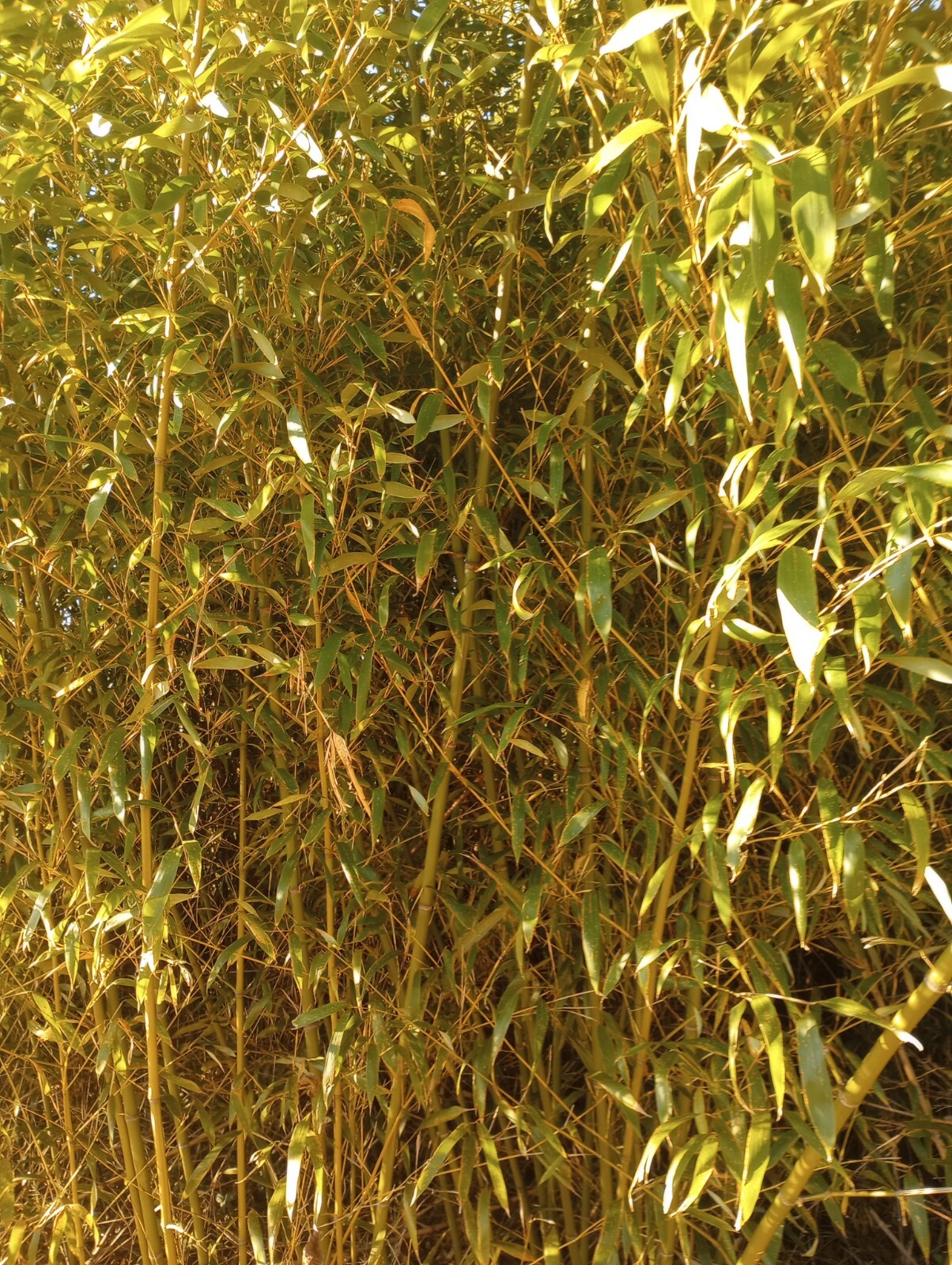 2 Bamboo Plants Live 4″ Starter Planting Now All Season Super Fast Growing Tiki